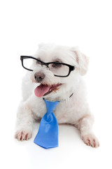Dog wearing spectacles glasses