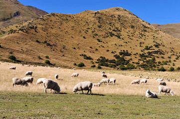 Farm South Island New Zealand