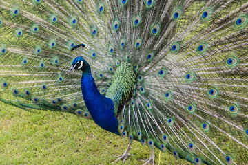 Obraz premium male peacock