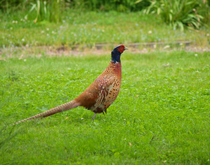 Male pheasant walking proud in fresh green grass