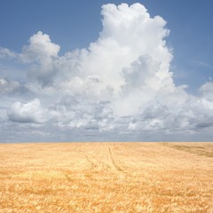 Wheat field