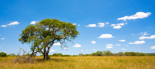 Paysage africain dans le parc national Kruger, Afrique du Sud