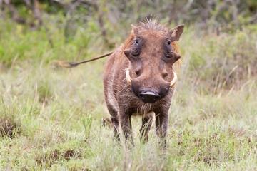 Obraz na płótnie Canvas Male warthog in Kruger National Park, South Africa