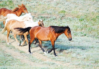 Fototapeta premium Horses