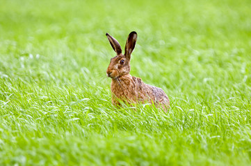 Hare (Lepus europaeus) in grass.