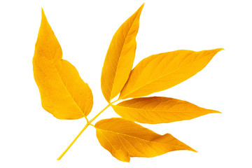Yellow autumn leaf ash isolated on white background