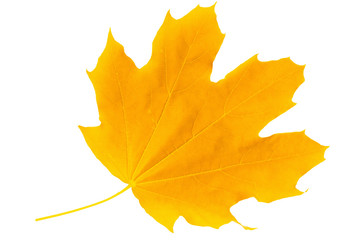 Yellow autumn leaf maple isolated on white background