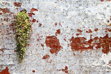 plant on wall