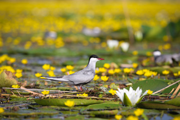 Adult common terns Sterna hirundo