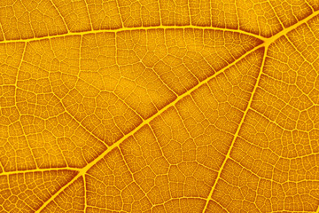 Natural background texture of yellow autumn leaf closeup