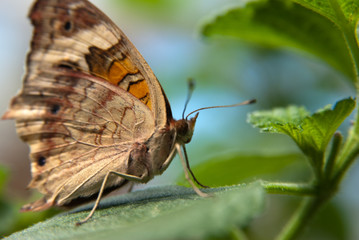 Schmetterling