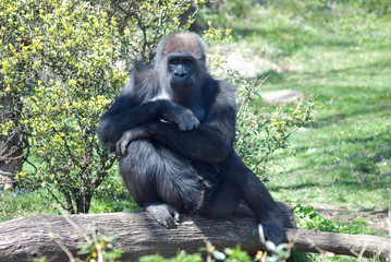 Gorilla