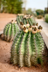 Barrel cactus