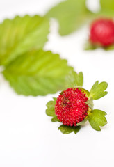 Walderdbeeren freigestellt