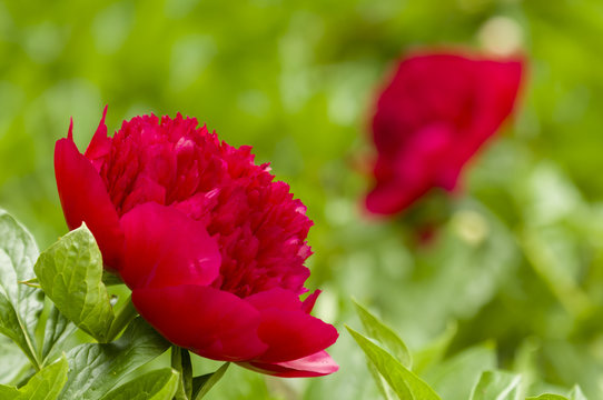 Red Paeon flowers