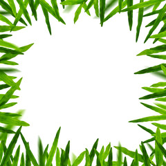 Fototapeta na wymiar Grass frame in white background