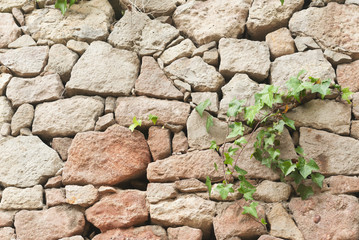 Ivy on the old stone wall background