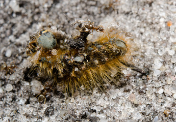 ants working on caterpillar carcass