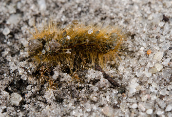 tiny ants busy with caterpillar carcass