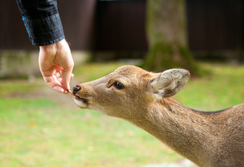 Feeding a deer in Nara, Japan