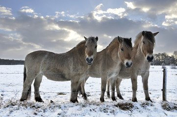 3 Fjord horses in a snowy landscape