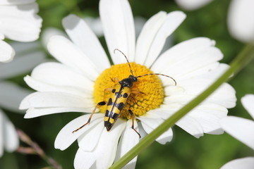 Gefleckter Schmalbock auf Margerite