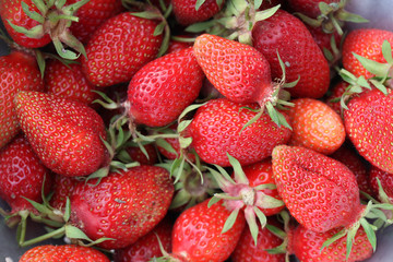 Fraises