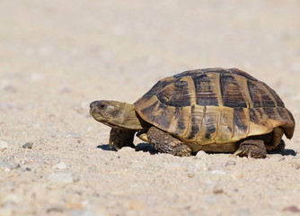 turtle on sand, testudo hermanni, Hermann's Tortoise