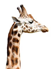 Papier peint photo autocollant rond Girafe girafe