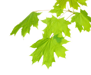 maple leaves isolated on white