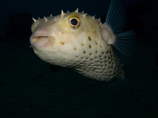 Igelfisch