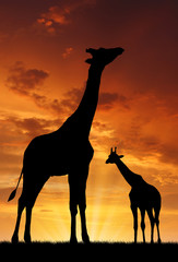 Two giraffes in the sunset