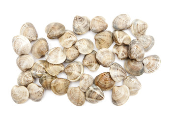 clam