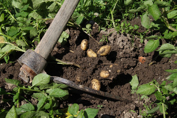 Pommes de terre