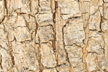 cracked bark of an old tree