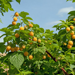 Gelbe Himbeeren