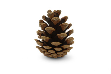 Fototapeta premium Fir Cone