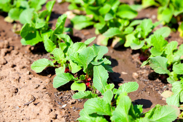 young garden radishes