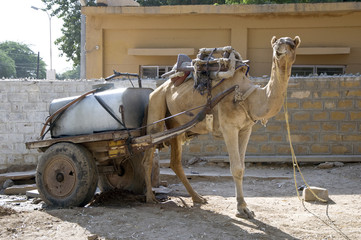 Working Camel, India