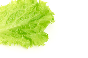 leaf fresh lettuce isolated on white background