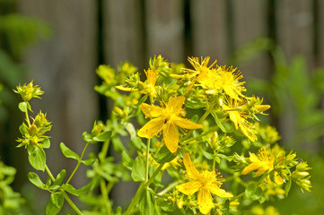Johanniskraut