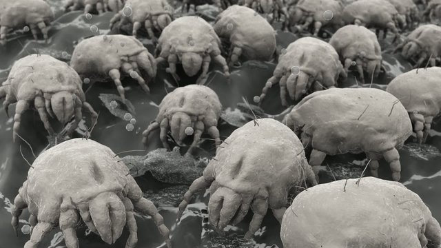 Hausstaubmilben / dust mites