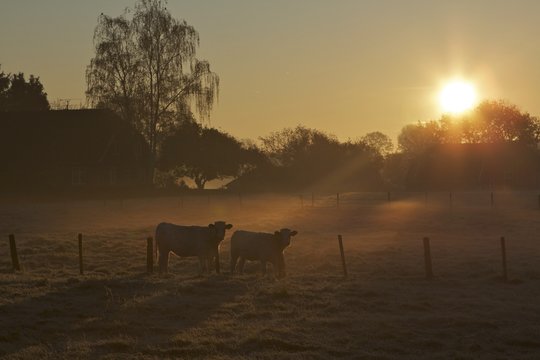Cows in the Mist