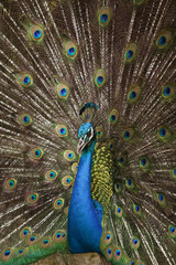Obraz premium Portrait and close up of peacock