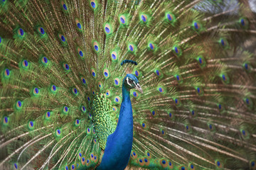 Naklejka premium Portrait and close up of peacock
