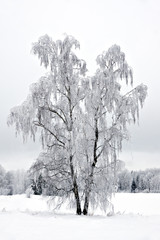 birch tree in winter