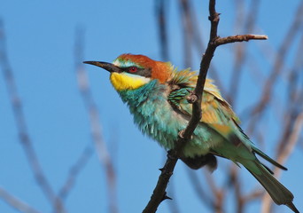 European bee-eater on branch, Merops apiaster