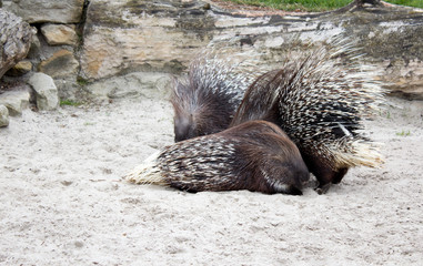 Wild animal porcupine in wilderness