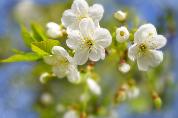 Spring background with cherry blossom