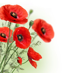 Obraz premium Obramowanie kwiaty maku
